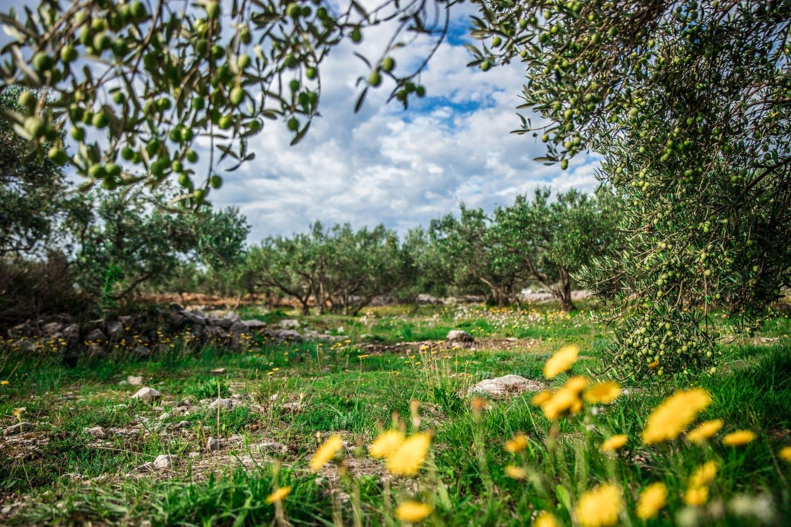 Terrain de 2 500 m² pour villa, Route des Zaërs — photo 1